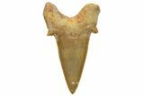 Fossil Shark Tooth (Otodus) - Morocco #226916-1